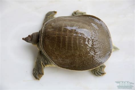 養鱉好嗎|鱉(龜鱉目鱉科動物):介紹,形態特徵,生活習性,食物,生長繁殖,人工。